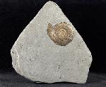 Psiloceras planorbis (SOWERBY 1824) - Bild © FossNet FossilienStore